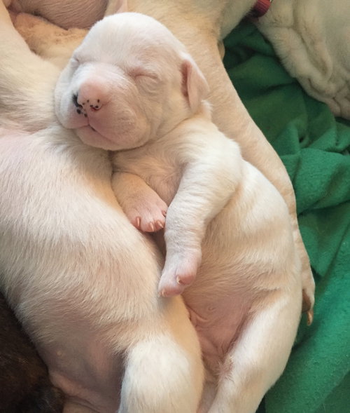 Qr Litter Tupac - ADOPTED 03.08.18