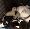 Qr Litter Tupac - ADOPTED 03.08.18