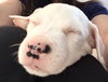 Qr Litter Ludacris - ADOPTED 03.14.18