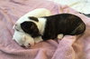 Qr Litter Ludacris - ADOPTED 03.14.18