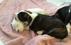 Qr Litter Ludacris - ADOPTED 03.14.18
