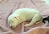 Qr Litter Ludacris - ADOPTED 03.14.18