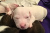 Qr Litter Ludacris - ADOPTED 03.14.18