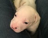 Qr Litter Ludacris - ADOPTED 03.14.18