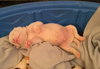 Qr Litter Ludacris - ADOPTED 03.14.18