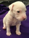 Qr Litter Ludacris - ADOPTED 03.14.18