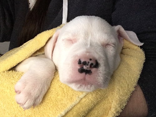 Qr Litter Ludacris - ADOPTED 03.14.18