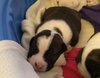 Qr Litter Notorious - ADOPTED 03.08.14