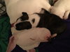 Qr Litter Notorious - ADOPTED 03.08.14