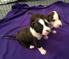 Qr Litter Notorious - ADOPTED 03.08.14