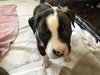 Qr Litter Notorious - ADOPTED 03.08.14