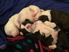 Qr Litter Notorious - ADOPTED 03.08.14