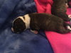 Qr Litter Notorious - ADOPTED 03.08.14
