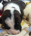 Qr Litter Notorious - ADOPTED 03.08.14