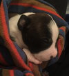 Qr Litter Notorious - ADOPTED 03.08.14