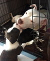 Qr Litter Notorious - ADOPTED 03.08.14