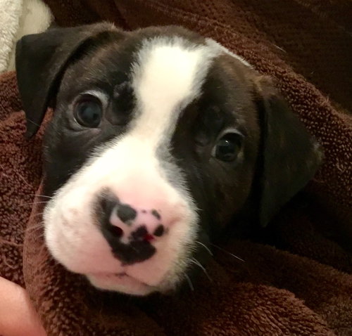 Qr Litter Notorious - ADOPTED 03.08.14