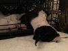 Qr Litter Beyonce - ADOPTED 03.09.18