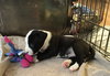 Qr Litter Beyonce - ADOPTED 03.09.18