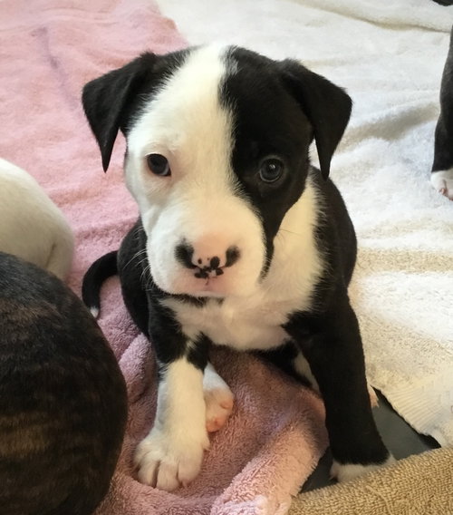Qr Litter Beyonce - ADOPTED 03.09.18