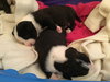 Qr Litter Beyonce - ADOPTED 03.09.18