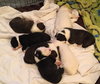 Qr Litter Beyonce - ADOPTED 03.09.18
