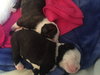 Qr Litter Beyonce - ADOPTED 03.09.18