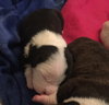 Qr Litter Beyonce - ADOPTED 03.09.18