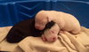 Qr Litter Beyonce - ADOPTED 03.09.18