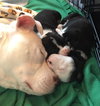 Qr Litter Beyonce - ADOPTED 03.09.18