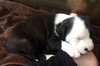 Qr Litter Beyonce - ADOPTED 03.09.18
