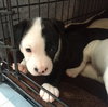 Qr Litter Beyonce - ADOPTED 03.09.18
