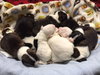 Qr Litter Kesha - ADOPTED 03.08.18