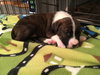Qr Litter Kesha - ADOPTED 03.08.18