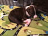 Qr Litter Kesha - ADOPTED 03.08.18