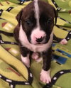 Qr Litter Kesha - ADOPTED 03.08.18