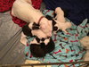 Qr Litter Kesha - ADOPTED 03.08.18