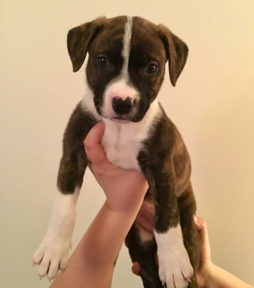 Qr Litter Kesha - ADOPTED 03.08.18