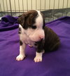 Qr Litter Mariah - ADOPTED 03.08.18