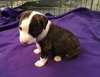 Qr Litter Mariah - ADOPTED 03.08.18