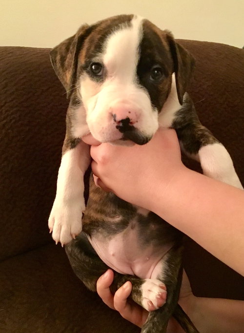 Qr Litter Mariah - ADOPTED 03.08.18