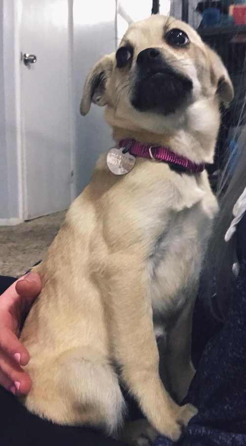Buttercup - ADOPTED 02.23.18