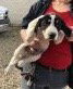 Rr Litter Parsley - ADOPTED 02.06.18