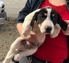 Rr Litter Parsley - ADOPTED 02.06.18