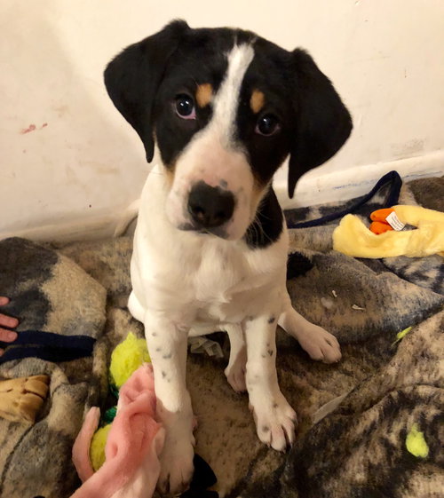 Rr Litter Parsley - ADOPTED 02.06.18