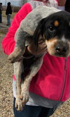 Rr Litter Juniper - ADOPTED 02.21.18