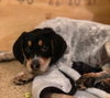 Rr Litter Juniper - ADOPTED 02.21.18