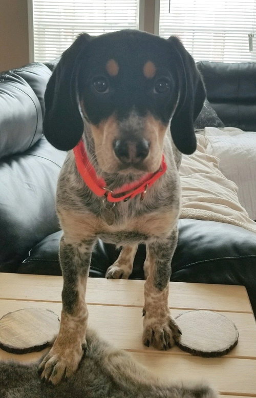 Rr Litter Juniper - ADOPTED 02.21.18