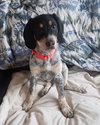Rr Litter Juniper - ADOPTED 02.21.18