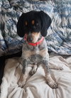 Rr Litter Juniper - ADOPTED 02.21.18
